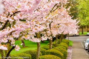 12.18.20 Spring Flowering Branches 2021 Wholesale Preview including availability & pricing.