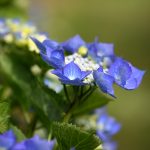 Blue Lacecap Hydrangea