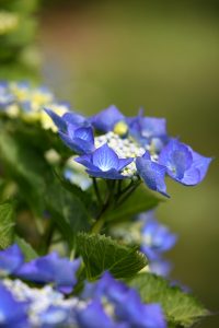 Lace-Cap Hydrangea