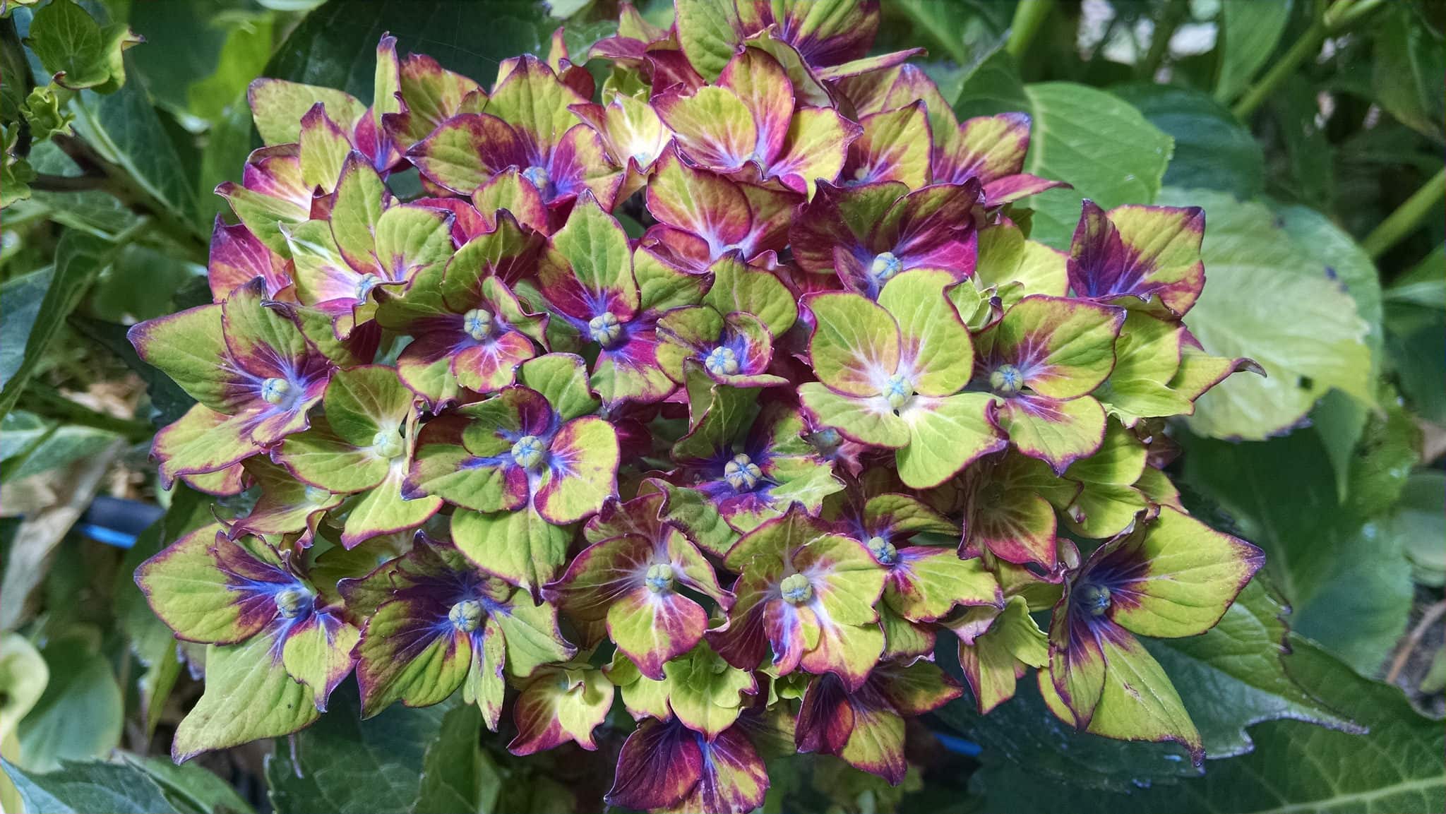 Tri-Color Pistachio Hydrangea