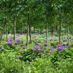 Purple Hydrangea