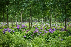 American grown, Oregon Pride hydrangea