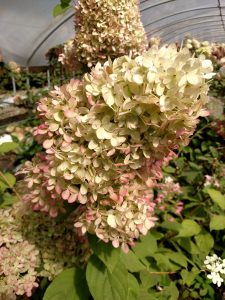 Antique Limelight Hydrangea