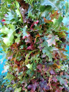 10.22.18 Jewel Colored Oak Branches for sale.