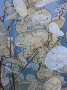 Dried Lunaria, Money Plant