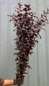 Ninebark Diablo, black foliage specialty cut flowers 9.05.17