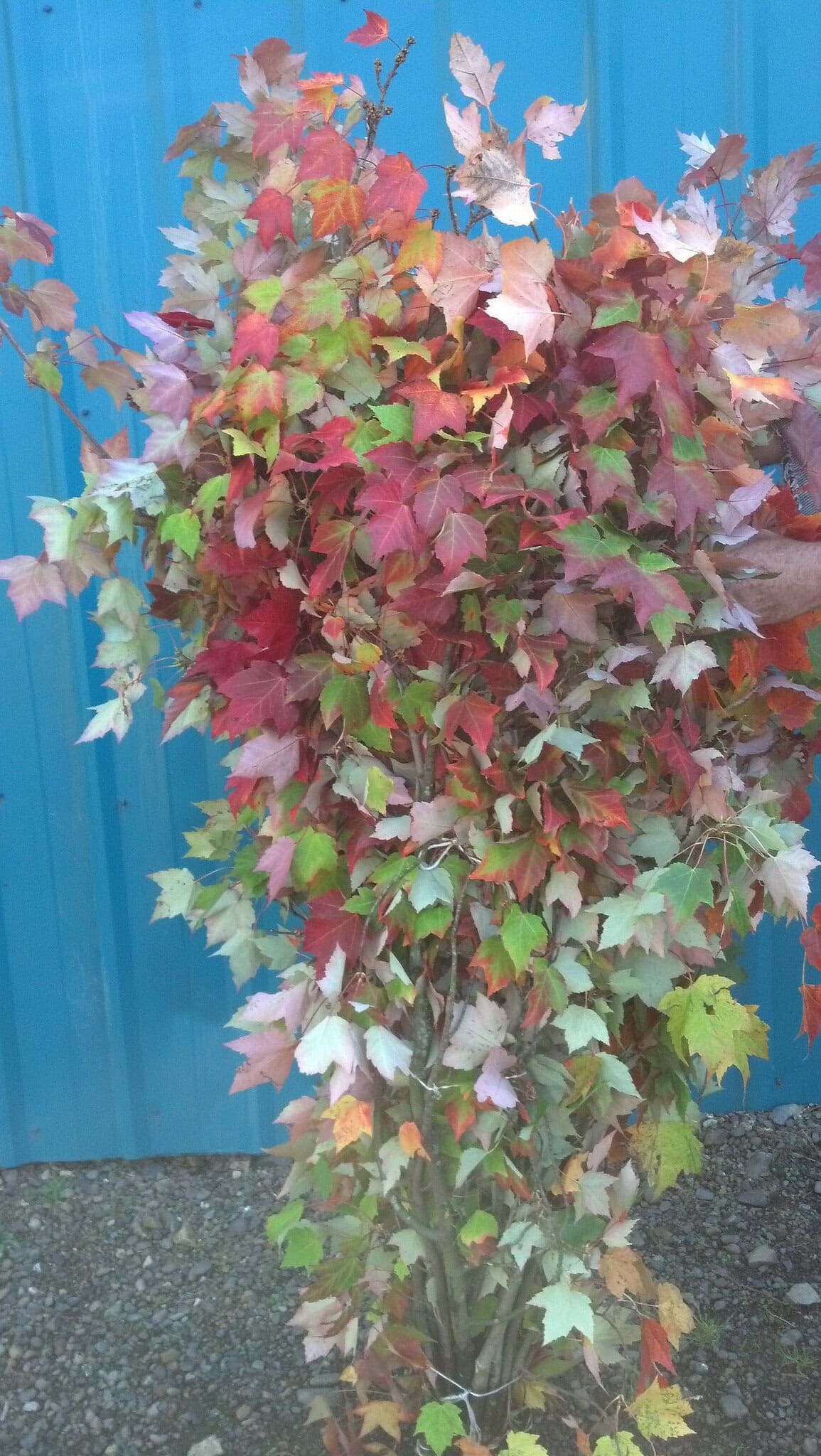 Fall Red Maple Leaves