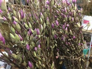Budded Tulip Magnolia Branches