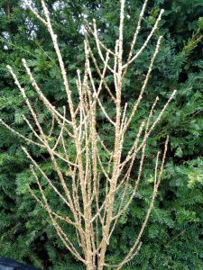 Glittered Holiday Branches