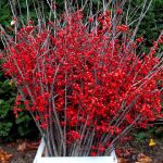 red ilex