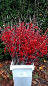 Red Ilex, Winterberry