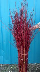 Red Dogwood Sticks and Specialty Winter Branches