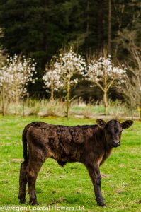 New Baby Calf on Oregon Coastal Flowers