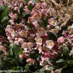 hellabores blooming