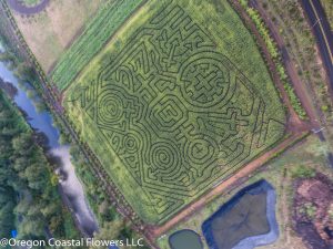 oregon coast pumpkin patch & corn maze