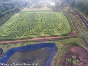 oregon coast pumpkin patch & corn maze