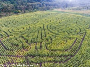 oregon coast pumpkin patch & corn maze