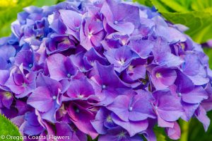 purple hydrangea