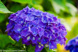 purple oregon pride hydrangea black stems
