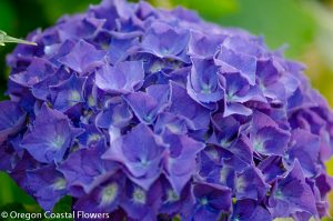 purple oregon pride hydrangea black stems