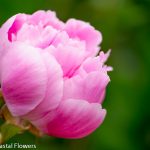 pink ice peony