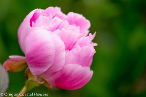 5.13.19 Fresh Cut Peonies for Mother's Day