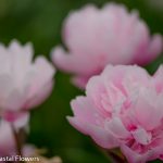 blush peony