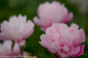 blush peony