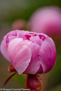 pink peony