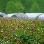 peony farm