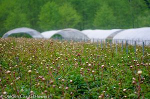 peony farm