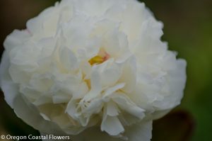 We specialize in Double White Peonies for your Wedding or Special Event 5.30.17