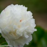 White Peony Cut Flowers