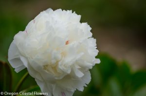 White Peony Cut Flowers