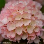 pink snowball viburnum