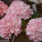 pink snowball viburnum