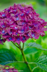 7.28.20 Pistacio Hydrangea, the tri-color hydrangea