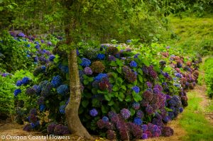antique hydrangea