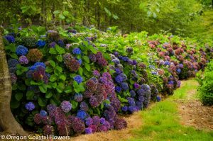 antique hydrangea