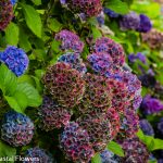 World Famous Antique Hydrangea