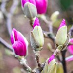 tulip magnolia