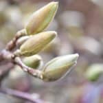 blooming tulip magnolia