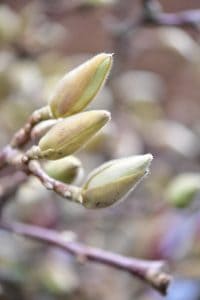 blooming tulip magnolia