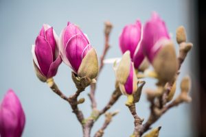2017 Flowering Branch Preview, Chinese New Year, Valentine's Day