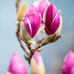 blooming tulip magnolia