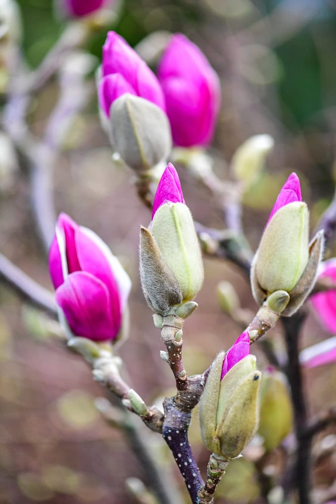 pink magnolia flower branch