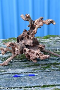 Natural-Driftwood-Vivarium-Terrarium-Fish-Pond-Aquarium-Reptiles-Taxidermy-Decor