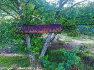 wedding hydrangea ranch aerial