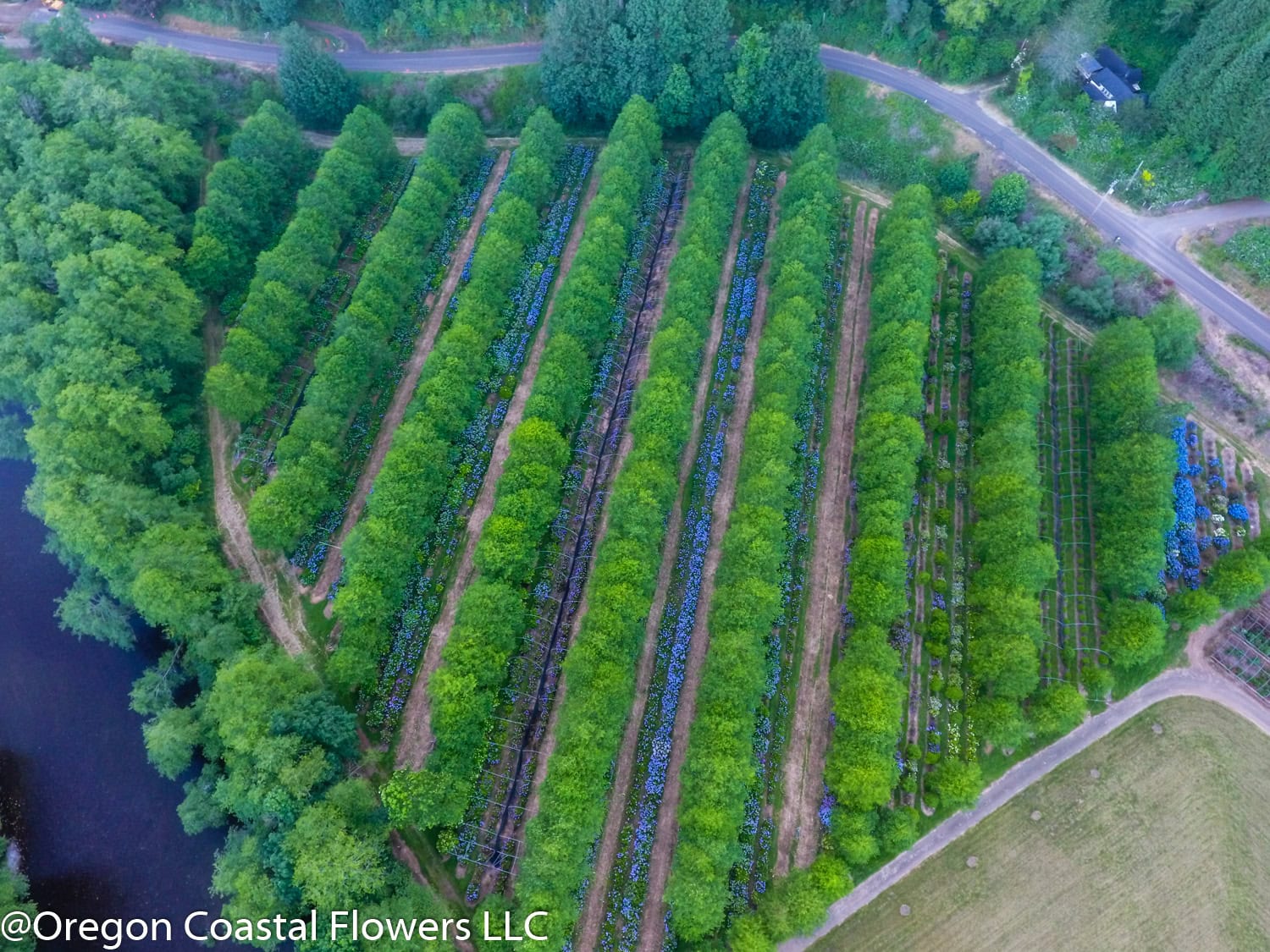 wedding hydrangea ranch aerial