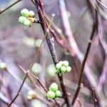 quince branches in bud stage